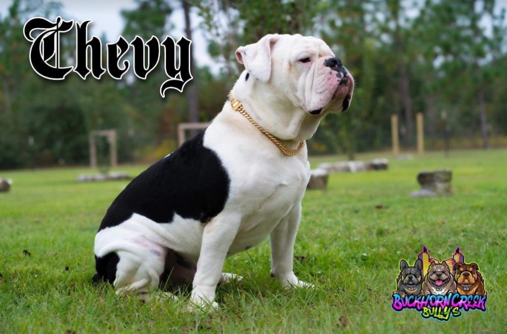 Ioeba registered olde english bulldogge cheap
